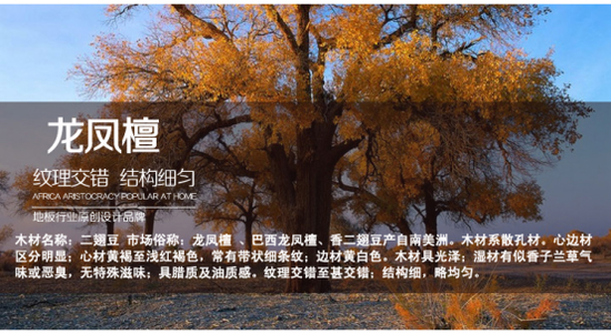 行业大咖带你逛安信，地板这么选省钱才又好